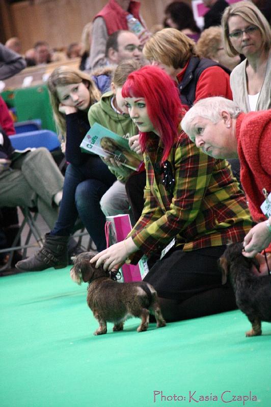 Crufts2011_2 1575.jpg